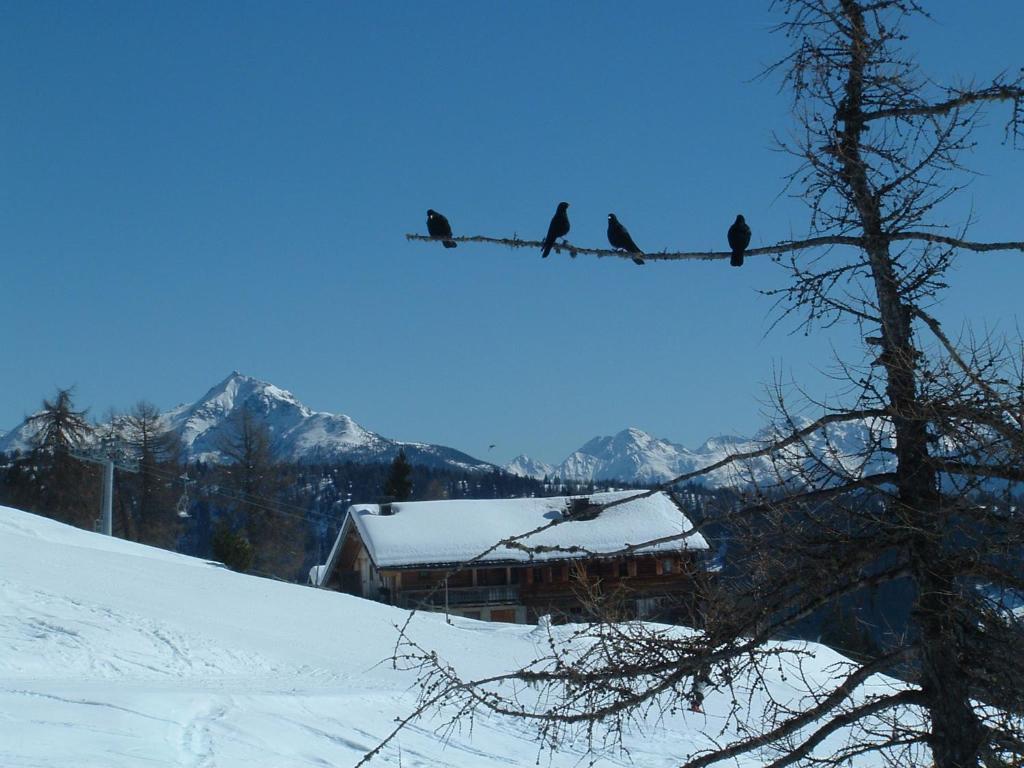 Mecki'S Dolomiten Panorama Stubn Debant Δωμάτιο φωτογραφία